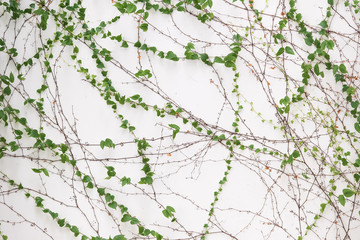 ivy leaves isolated on a white background