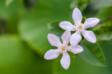 Fototapeta na wymiar white little flowers close up