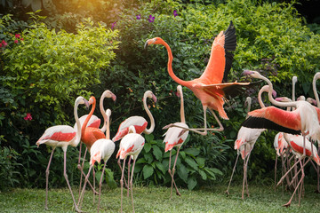 Flamingo birds standing