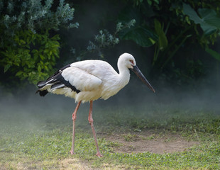 Oriental white stork in their natural habitat