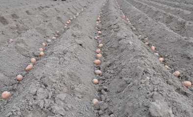 Planting potatoes. Potato field.