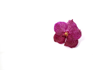 Purple Orchid Flower