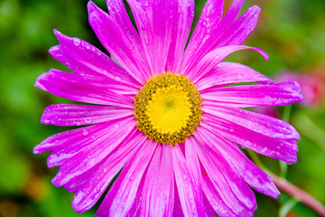 Fototapeta premium kosmeya purple shot close-up on a green background 