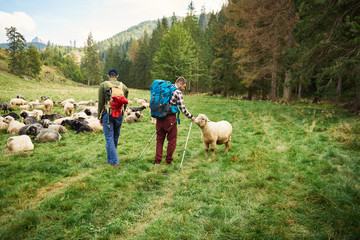 Two hikers walking by sheep in the outdoors