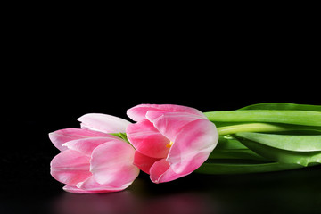 Pink tulips on black