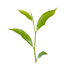 Obraz premium tea leaf on white background