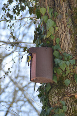 Blue Tit
