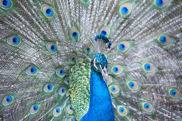 Obraz premium The Indian peafowl or blue peafowl, a large and brightly coloured bird, is a species of peafowl native to South Asia, but introduced in many other parts of the world.