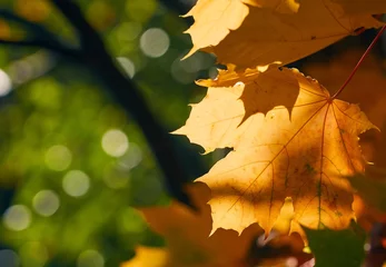 Selbstklebende Fototapete Bäume Faded autumn leaves of maple tree in direct sunlight in fall