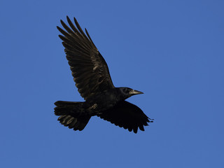 Rook (Corvus frugilegus)
