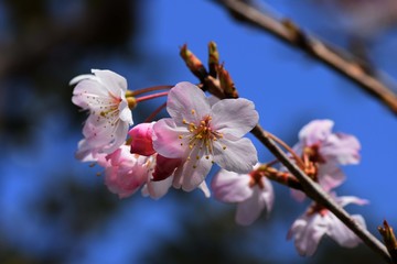 サクラ満開/神奈川県大磯町大磯運動公園