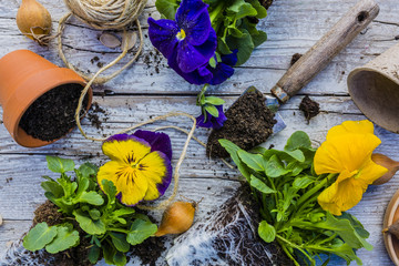 Spring pansies and flower bulbs with gardening tools on a wooden background. Planting and gardening.