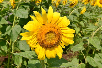 国東町のひまわり