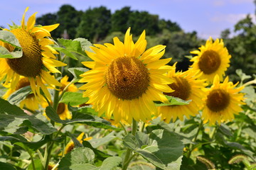 国東町のひまわり