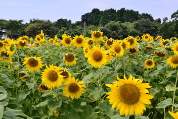 Obraz premium 国東町のひまわり
