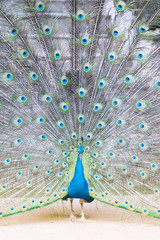 Obraz premium The Indian peafowl or blue peafowl, a large and brightly coloured bird, is a species of peafowl native to South Asia, but introduced in many other parts of the world.