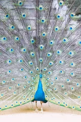 Fotobehang The Indian peafowl or blue peafowl, a large and brightly coloured bird, is a species of peafowl native to South Asia, but introduced in many other parts of the world. © topten22photo