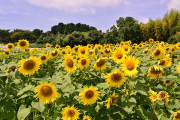 国東町のひまわり