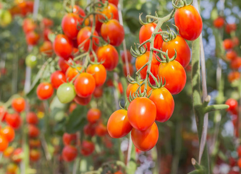 Close up many cherry tomatoes hanging on trees in greenhouse 
