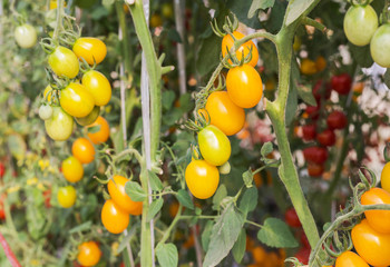 Close up yellow cherry tomatoes hanging on trees in organic farm 