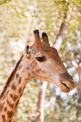 Close up head face of Giraffe (Giraffa camelopardalis )