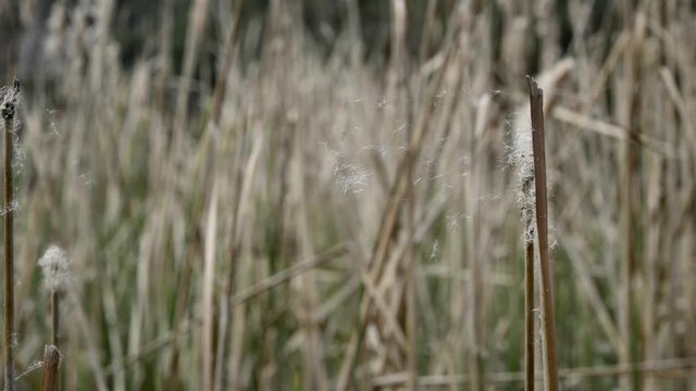 The  Typha grows robust in paludariums and river zones.