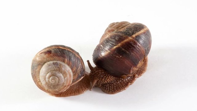 Two snails are moving on a white background, timelapse. 
