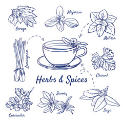 Doodle set of Herbs & Spices - Lovage, Marjoram, Melissa, Lemongrass, Chervil, Coriander, Savory, Sage, Tea cup, hand-drawn. Vector sketch illustration isolated over white background. Vintage