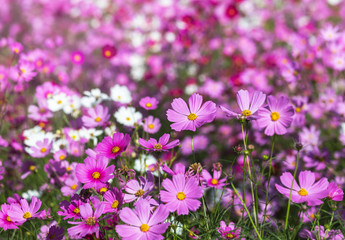 Fototapeta premium many cosmos flowers blooming in the meadow 