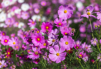   colorful many cosmos flowers blooming in the field   - obrazy, fototapety, plakaty