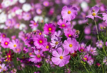    colorful many cosmos flowers blooming in the field   © Soonthorn