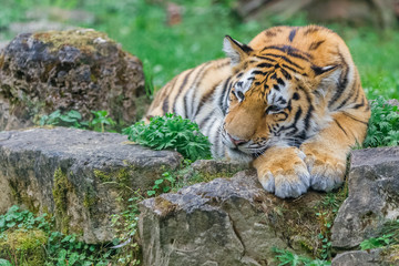 Young bengal tiger lying on the grass and shows his paws