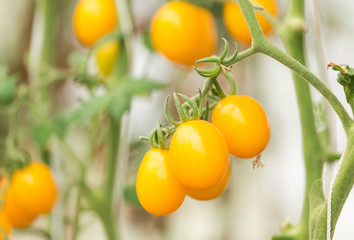 Close up yellow cherry tomatoes hanging on trees in organic farm 