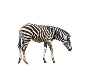Fototapeta na wymiar plains zebra (Equus quagga) or Burchells zebra (Equus burchelli) standing isolated on white background
