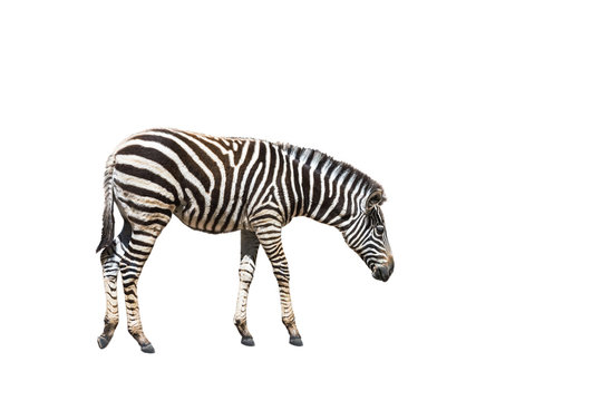 plains zebra (Equus quagga) or Burchells zebra (Equus burchelli) standing isolated on white background