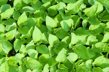 Close-up of green seedling of Magnoliophyta growing in the pot.