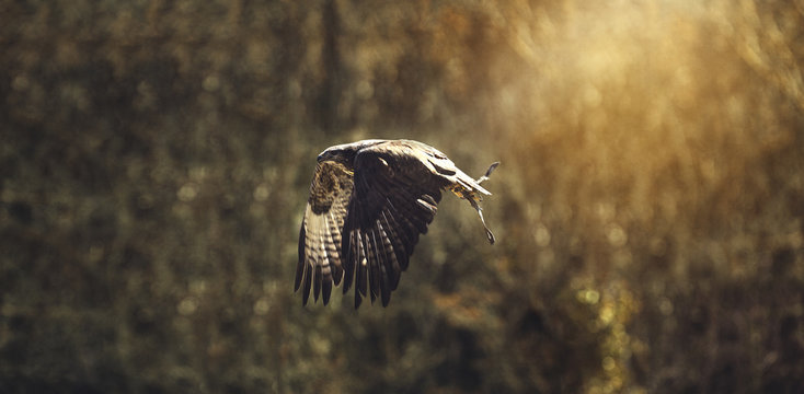 Halcon