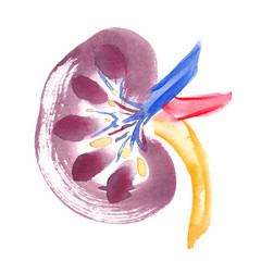Scheme of healthy human kidney painted in watercolor on clean white background