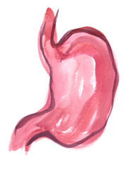 Abstract healthy human stomach painted in watercolor on clean white background