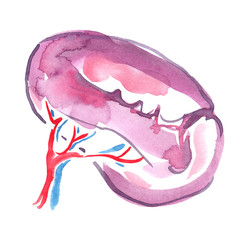Abstract human spleen painted in watercolor on clean white background