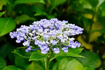 院内町北山のアジサイ