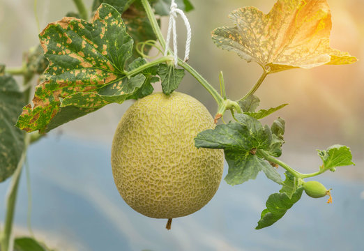 young yellow melon or japanness melon hanging on tree growing in greenhouse