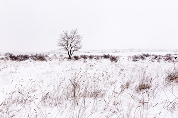 nevicata nelparco dell'alta murgia , Puglia (Italia)