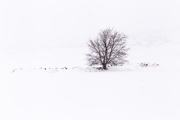 Fototapeta na wymiar nevicata nelparco dell'alta murgia , Puglia (Italia)
