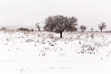 nevicata nelparco dell'alta murgia , Puglia (Italia)