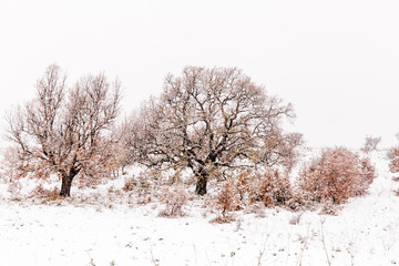Fototapeta na wymiar nevicata nelparco dell'alta murgia , Puglia (Italia)