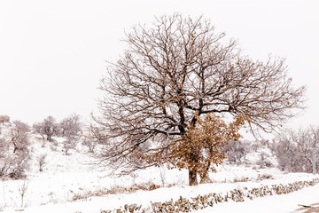 Fototapeta premium nevicata nelparco dell'alta murgia , Puglia (Italia)