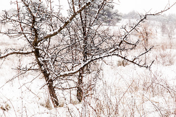 nevicata nelparco dell'alta murgia , Puglia (Italia)