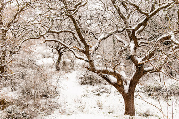 nevicata nelparco dell'alta murgia , Puglia (Italia)