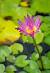 lotus flower on the pond